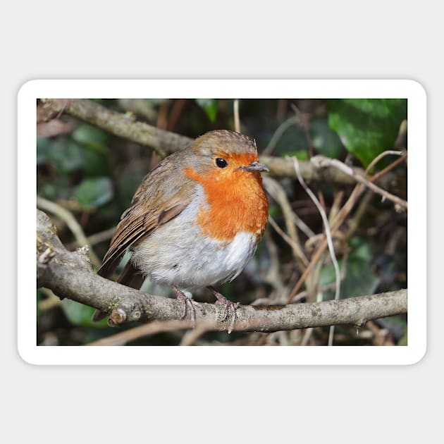 Robin, my regular garden visitor Sticker by AlexaZari
